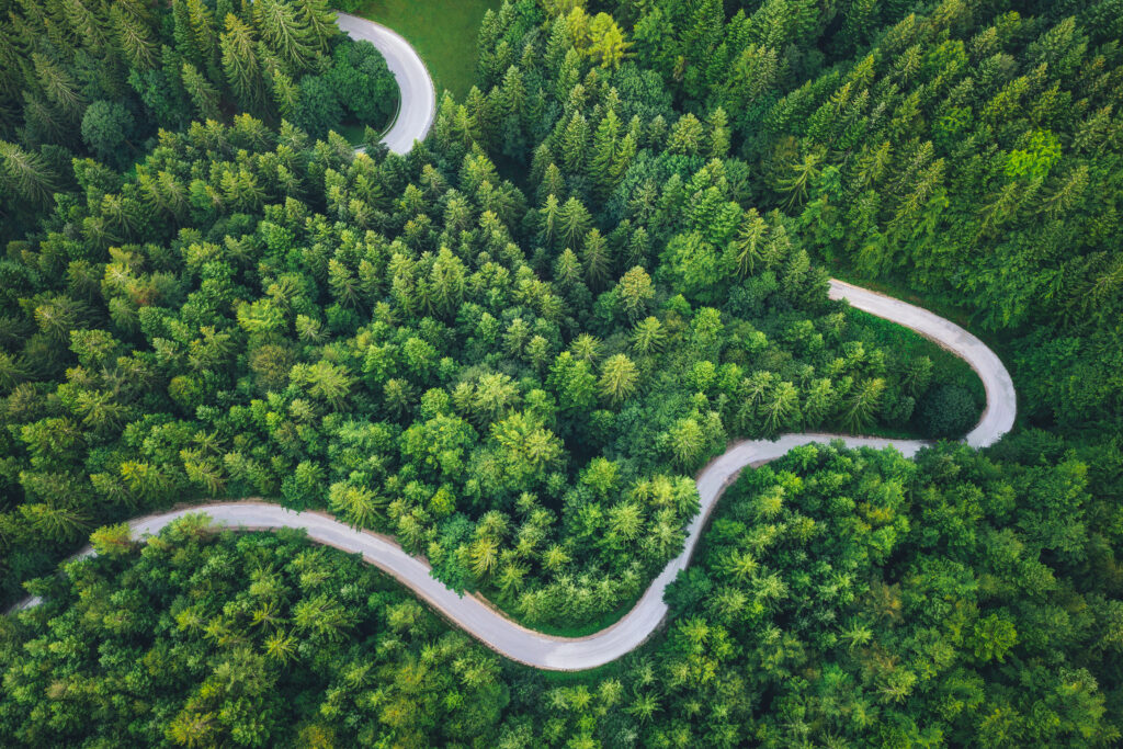 Winding road through the green pine forest.